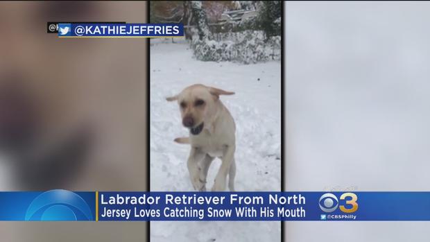Dog catches snowball during New Jersey snowstorm 