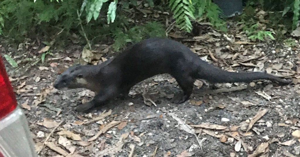 Kendall Rabies Alert Reactivated Due To Rabid Raccoon & Otter - CBS Miami