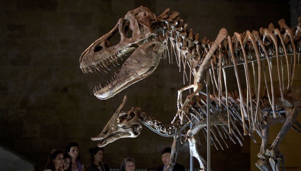 Tyrannosaurus Bataar skeleton in a museum 
