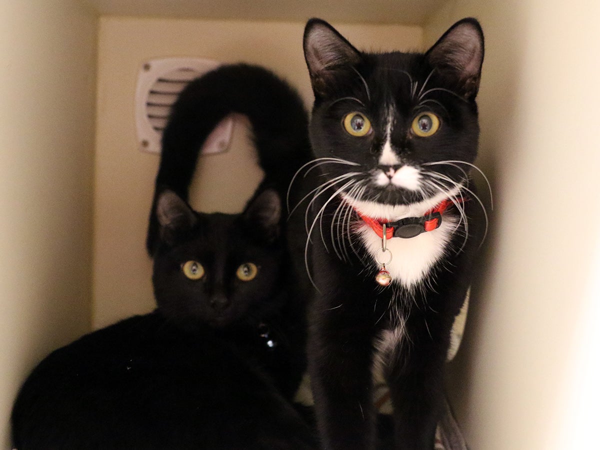 'Cruel Act' Kittens Abandoned In Box On Busy Dedham Street CBS Boston