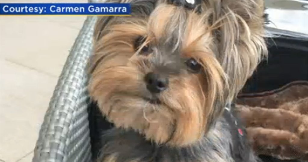 Woman Begs For Return Of Stolen Yorkie From Miami Gas Station - CBS Miami
