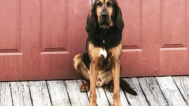 bloodhound-k9.jpg 