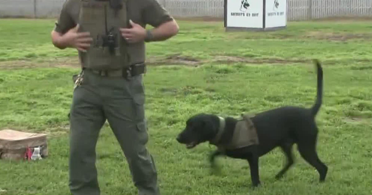 Meet Moose, Stanislaus Co. Sheriff's New Jail Patrol K9 - CBS Sacramento