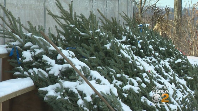 christmas-tree-lot.jpg 
