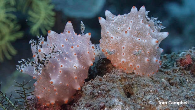 nudibranch-halgerda-carlsoni-pair-tom-campbell-620.jpg 