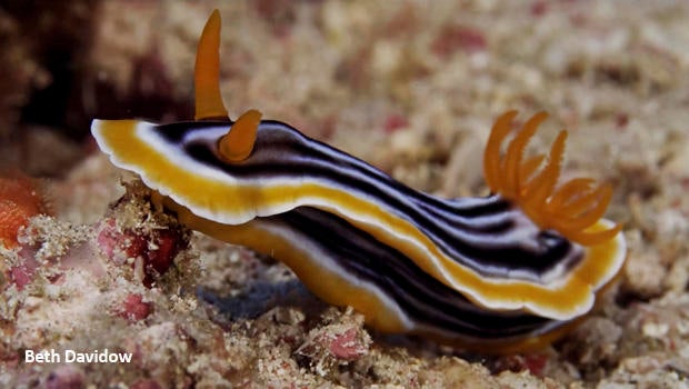 nudibranch-chromodoris-magnifica-beth-davidow-620.jpg 