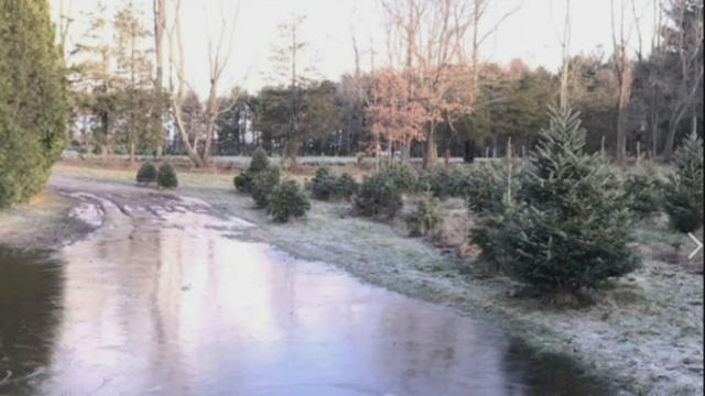 tonrychristmastreefarm.jpg 