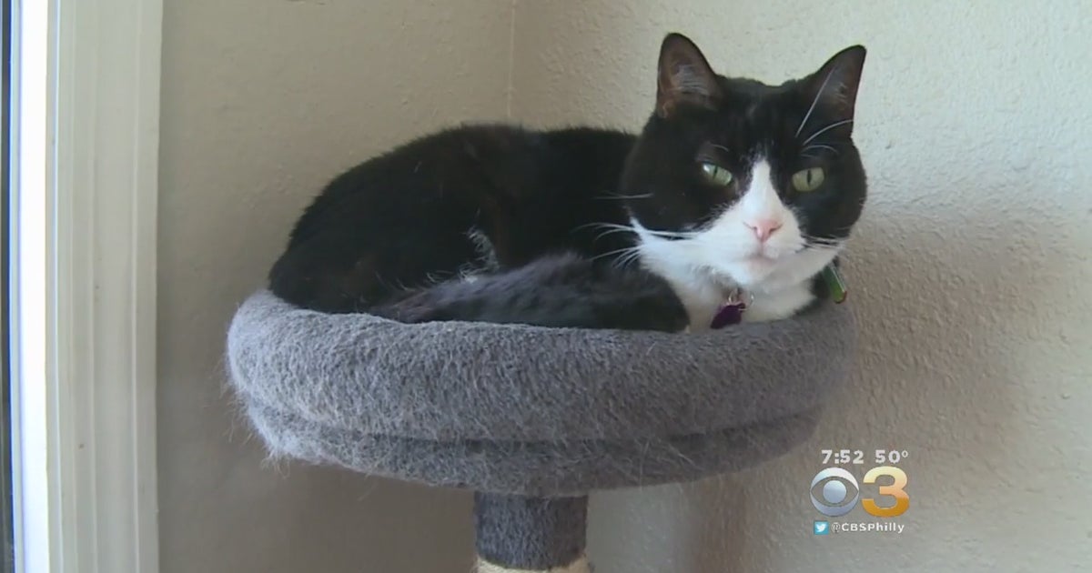 Tips To Actually Get Your Cat To Use A Litter Box CBS Philadelphia