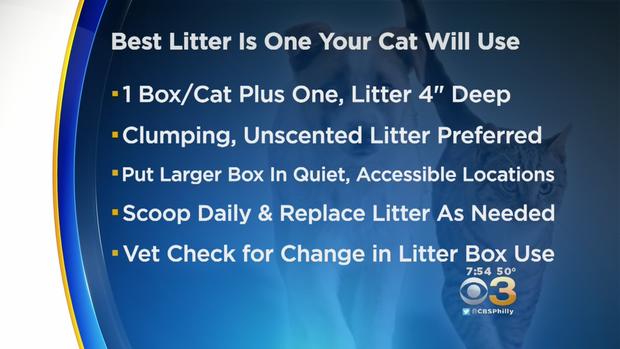 cat litter 