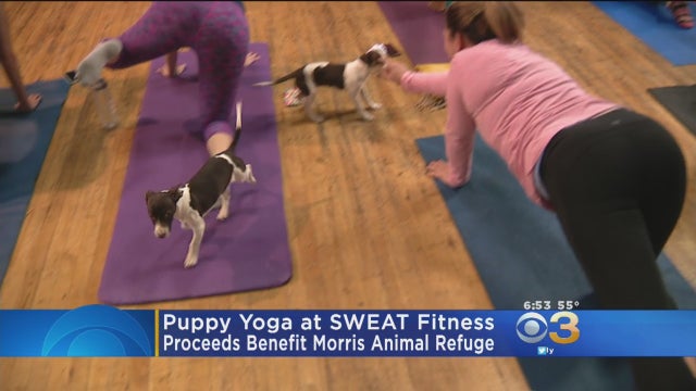 puppy-yoga.jpg 
