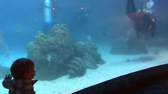westy-aquarium.jpg 