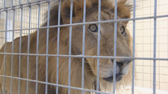 lion-tiger-rescue-10pkg_frame_2333.jpg 