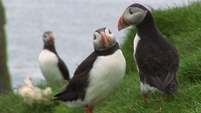puffins-jim-napoli-promo.jpg 