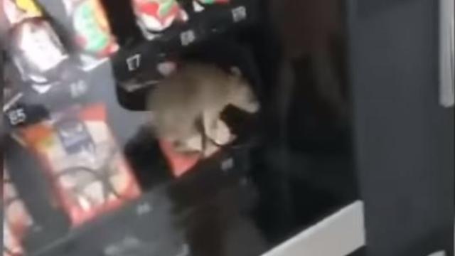 rat-vending-machine.jpg 