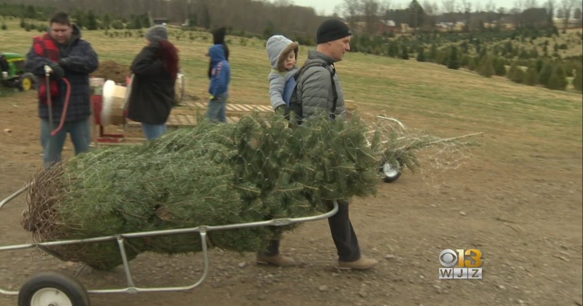 Shortage Of Christmas Trees Is Forcing Costs Up, But Some Say It Won't