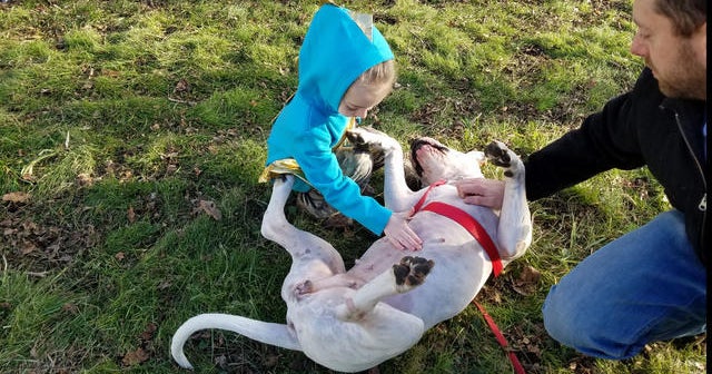 Boy with special needs and rescue service dog once used for fighting ...