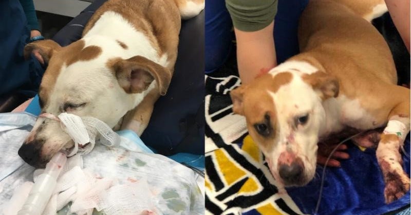 Dog Shot In The Face During Reported Home Invasion - CBS Baltimore