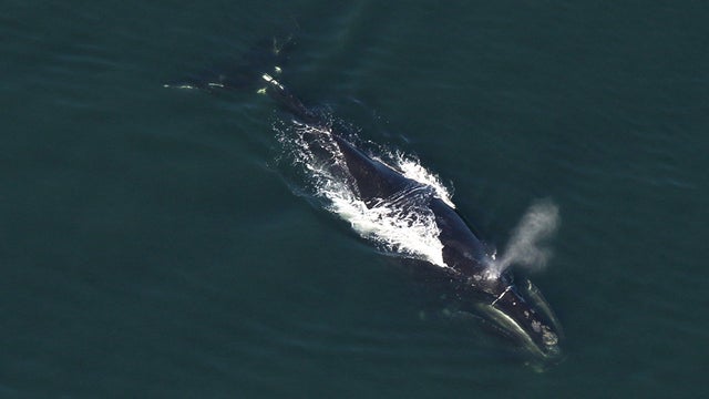 right-whale-cape-cod.jpg 