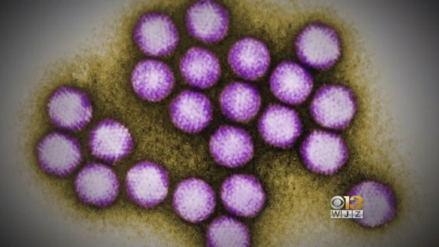 1212adenovirus.jpg 