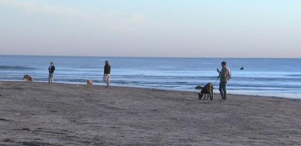 Environmental Groups Seek To Ban Dogs From Popular Stretch Of Newport Beach 
