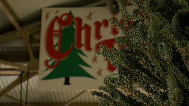 christmas-trees.jpg 