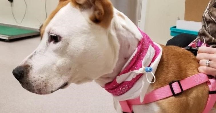Dog 'On The Mend' After Being Shot In Face During Home Invasion - CBS ...