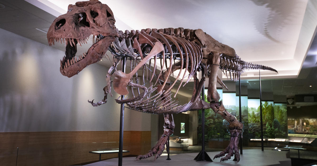 Sue the T. Rex gets life-like model to match skeleton - Chicago