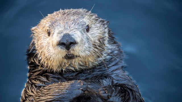 Sea Otter Aquarium Apology 