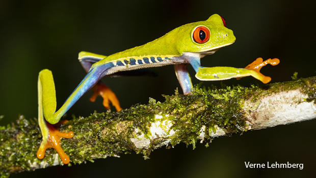 costa-rica-red-eyed-tree-frog-strolling-along-a-small-tree-branch-verne-lehmberg-620.jpg 
