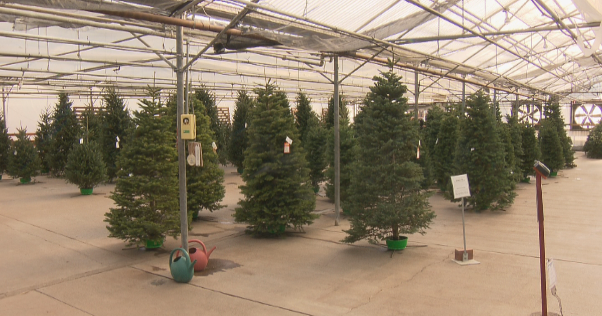 Local Nursery Giving Away Christmas Trees To Brighten Up The Holidays