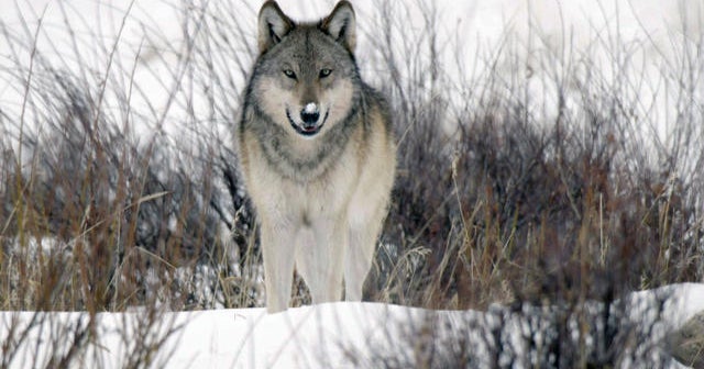 The return of wolves to Yellowstone Park - CBS News