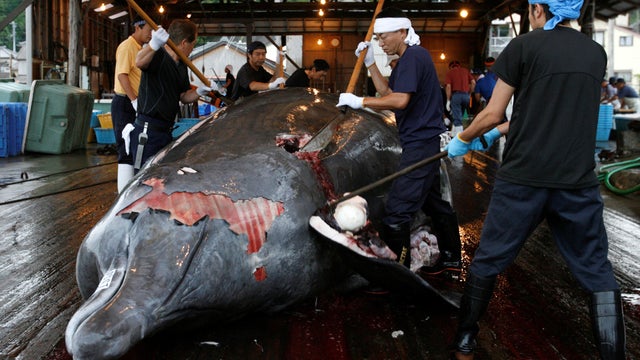 FILE PHOTO: Workers butcher a Baird's Beaked whale at Wada port in Minamiboso, southeast of Tokyo 