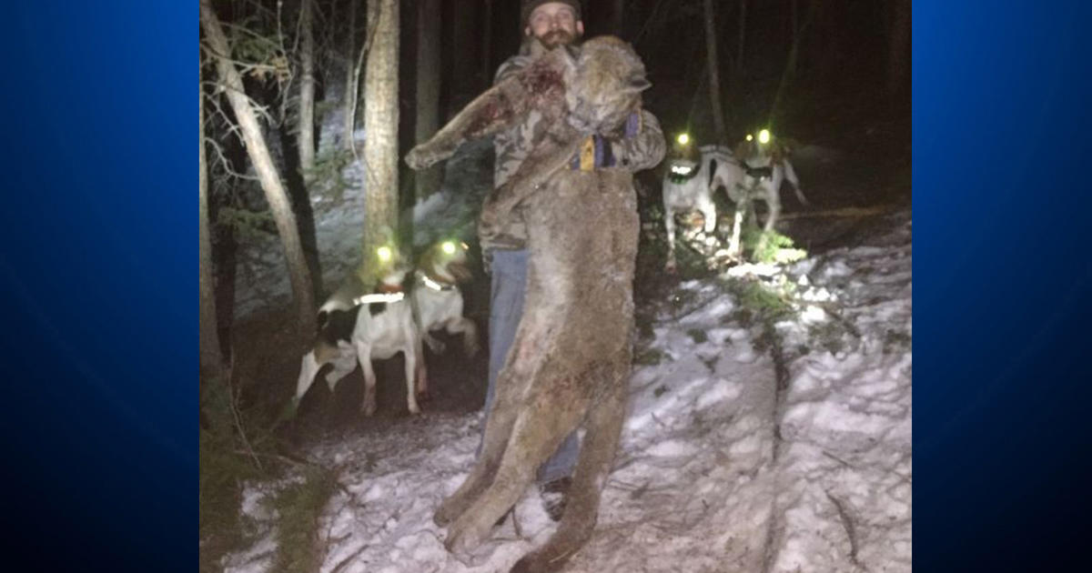 Photo Shows Illegally Killed Mountain Lion, Colorado Man Admits Guilt ...