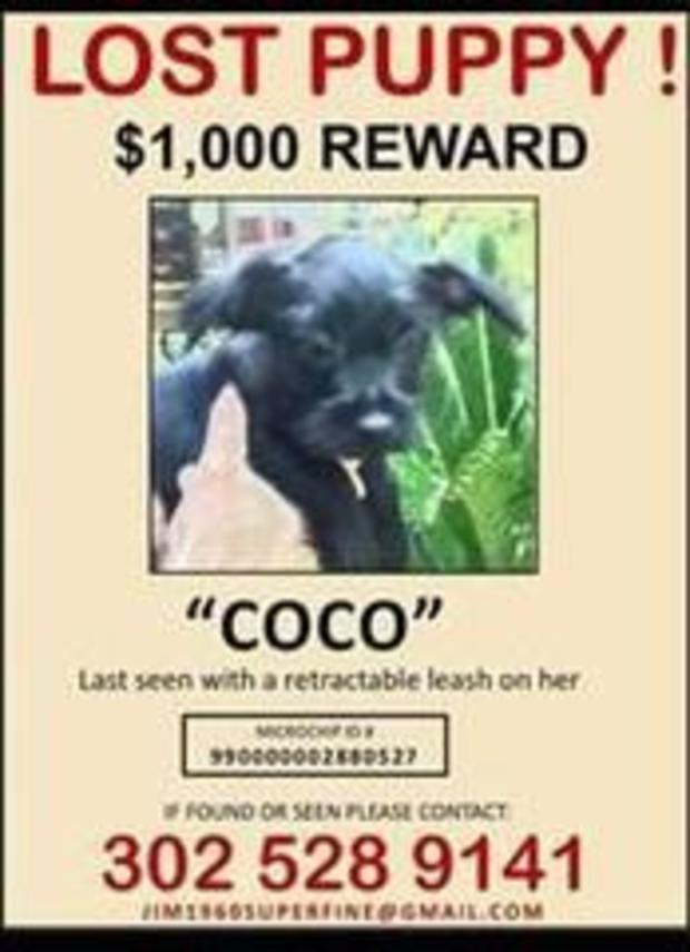 coco lost dog 