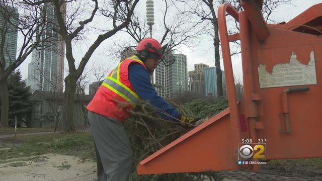 Christmas-Tree-Recycling.jpg 