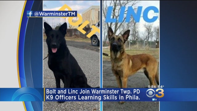 bolt-linc-k9-warminster.jpg 