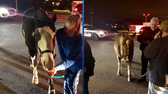 Bethel-Park-PD-horse.jpg 