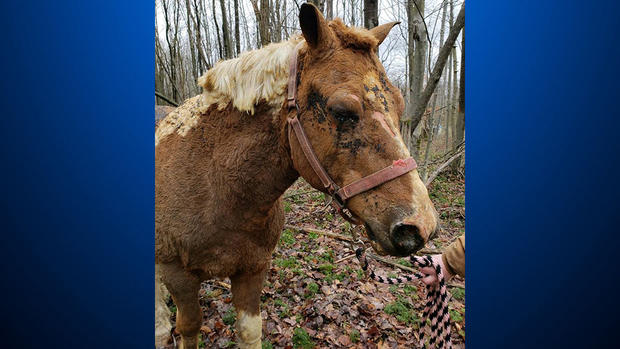burned-horse-fayette-county 