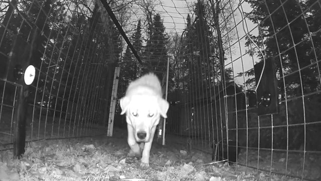 Lost-Pet-Trail-Camera.jpg 