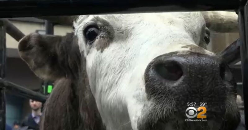 Yee Haw! Professional Bull Riders At MSG This Weekend - CBS New York