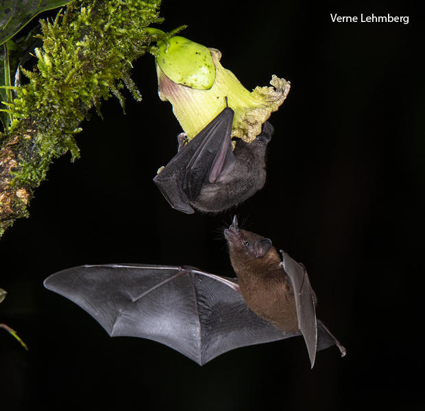 pallass-long-tongued-bat-and-orange-nectar-bat-verne-lehmberg-620-tall.jpg 