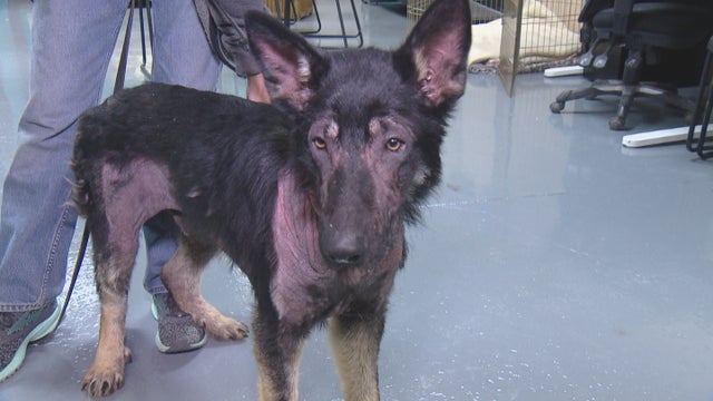 dog-saved-5pkg_frame_152.jpg 