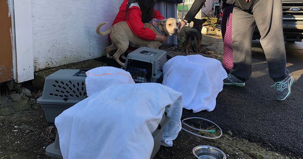 Residents, Several Pets Safe After Troy Hill Fire CBS Pittsburgh