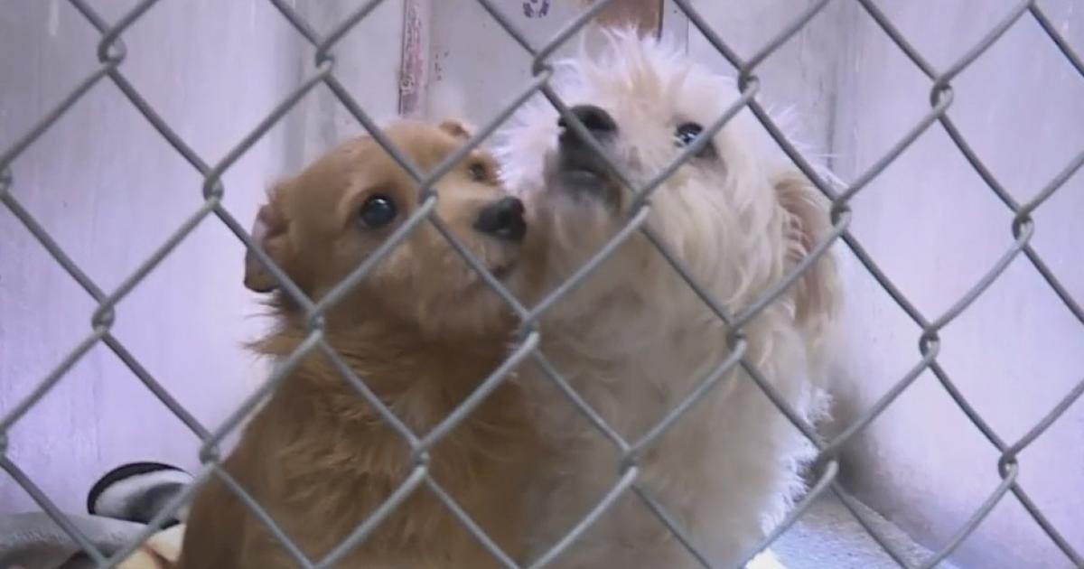 Lodi Animal Shelter At Capacity, Pushing For More Adoptions - CBS ...