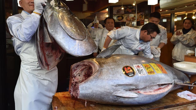 DOUNIAMAG-JAPAN-LIFESTYLE-FISHING-AUCTION-FOOD-TUNA 