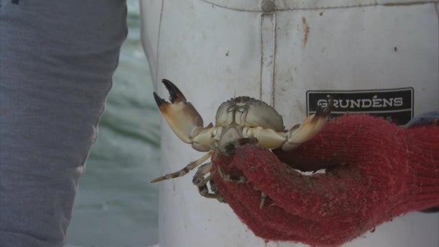 bojorquez-red-tide-0104en-cut-2-frame-338.jpg 