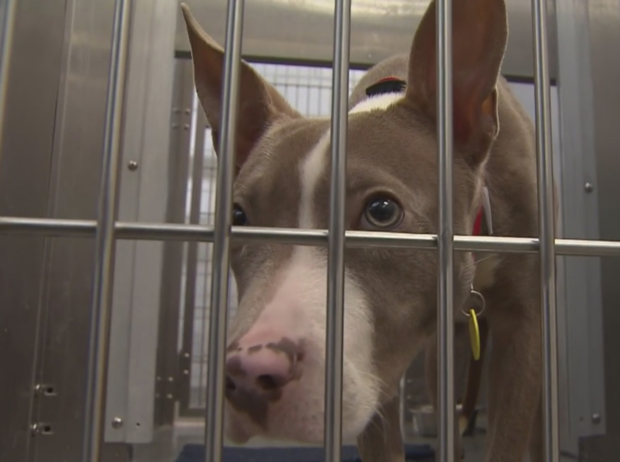 Dallas Animal Services overcrowded 
