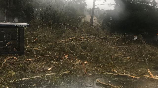 berkeley-deadly-tree-fall.jpg 