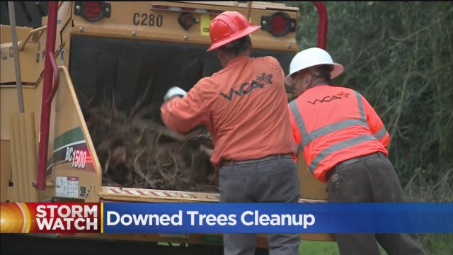downed-tree-cleanup.jpg 