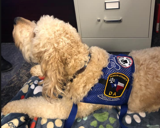 Brady the therapy dog 